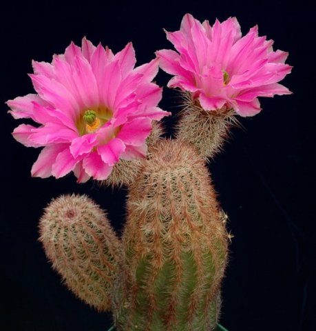 Echinocereus_florestii